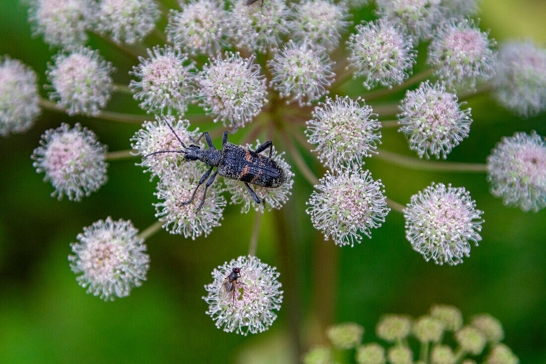 A close up view of a beetle on hogweed (Heracleum spp) found in the Solovetsky Islands, Arkhangelsk Oblast, White Sea, Russia, Arctic, Europe