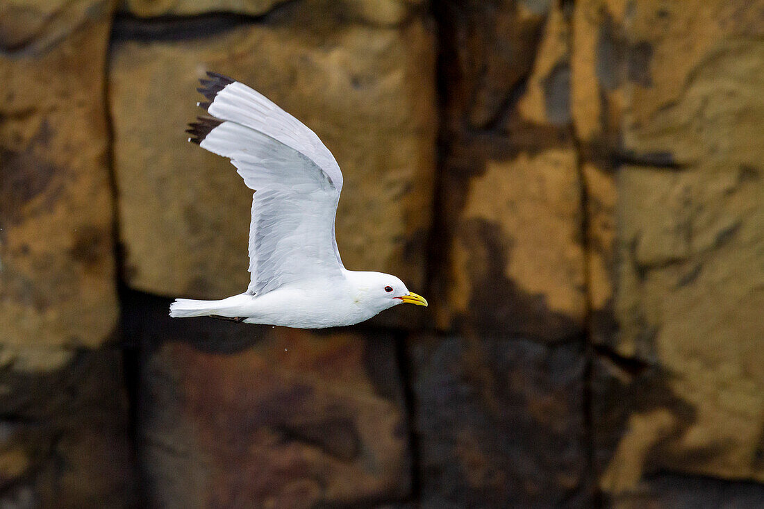 Ausgewachsene Dreizehenmöwe (Rissa tridactyla) im Flug nahe der Alexanderinsel im Franz-Josef-Land, Russland, Eurasien