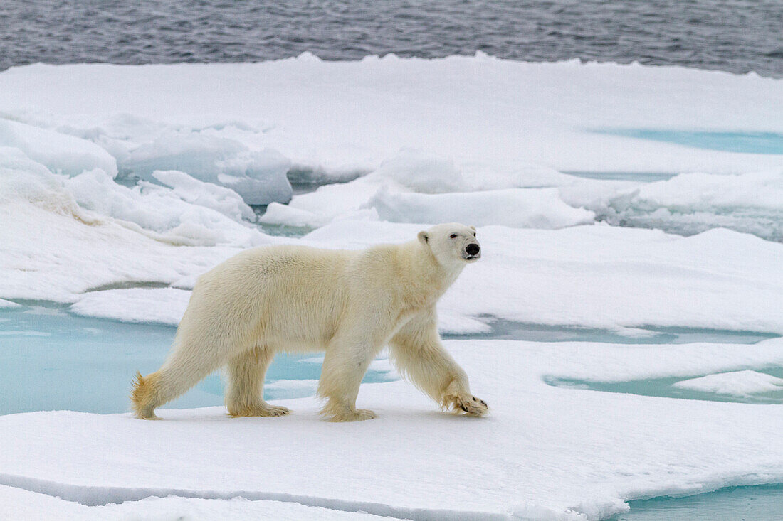 Ausgewachsener männlicher Eisbär (Ursus maritimus) auf mehrjährigen Eisschollen im Franz-Josef-Land, Russland, Arktischer Ozean, Eurasien