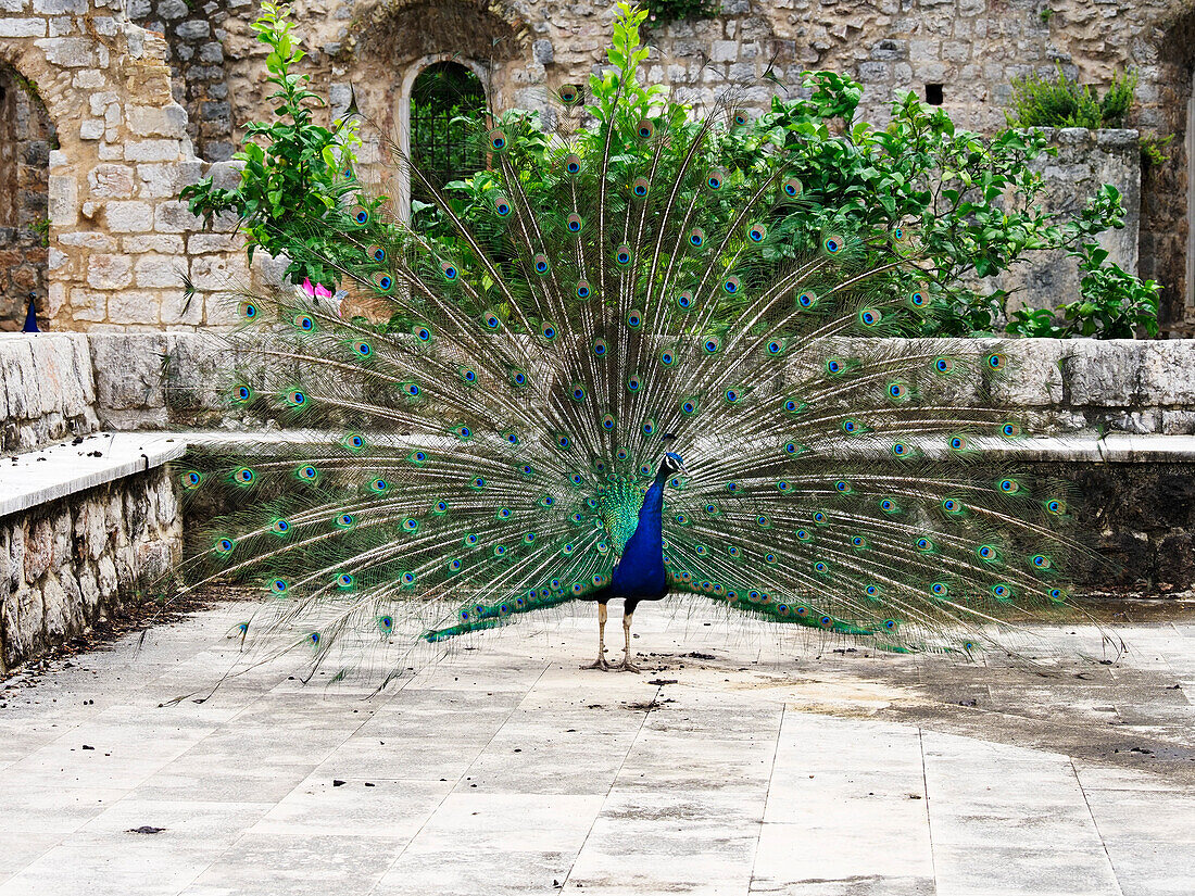 Pfau am Benediktinerkloster, Lokrum, Kroatien, Europa