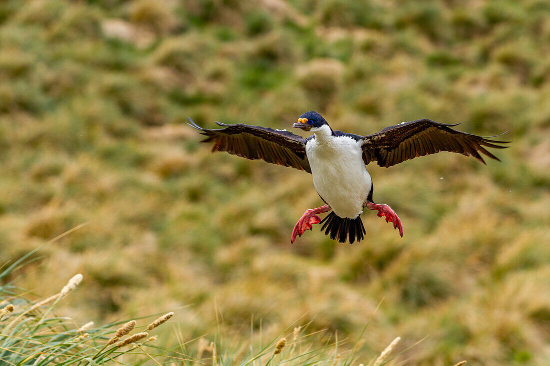 Kaiserscharbe (Phalacrocorax atriceps), auf der Rückkehr zum Nest auf New Island auf den Falklandinseln, Südamerika