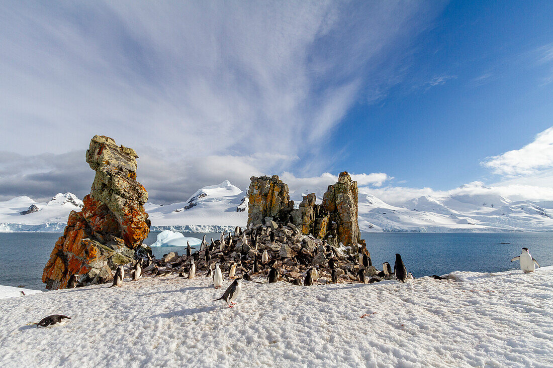 Zügelpinguine (Pygoscelis antarctica), Brutkolonie auf Half Moon Island, Antarktis, Südliches Meer, Polargebiete