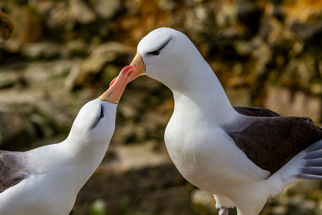 Ausgewachsener Schwarzbrauenalbatros (Thalassarche melanophrys), Paar bei der Balz am Nistplatz auf New Island, Falklands, Südamerika