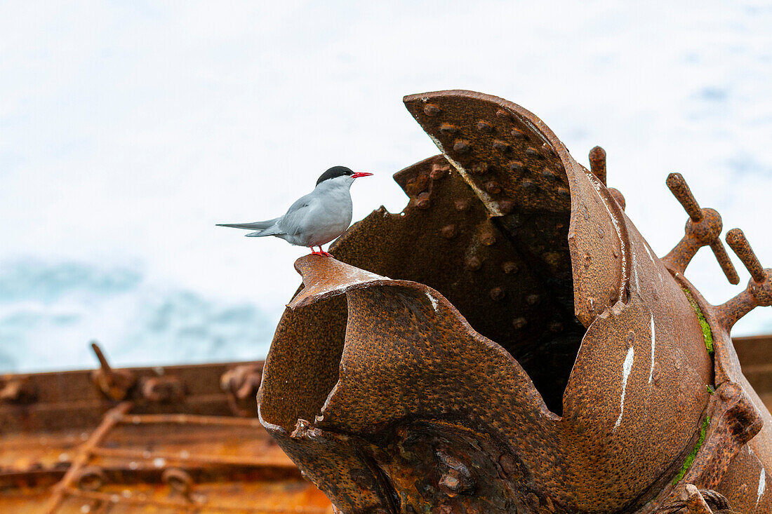 Antarctic tern (Sterna vittata), on the wreck of the Guvernoren in the Enterprise Islands, Antarctica, Southern Ocean, Polar Regions