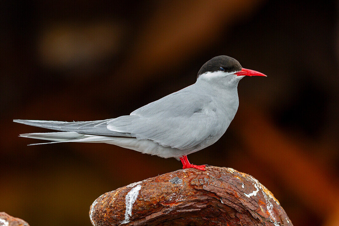 Antarctic tern (Sterna vittata), on the wreck of the Guvernoren in the Enterprise Islands, Antarctica, Southern Ocean, Polar Regions