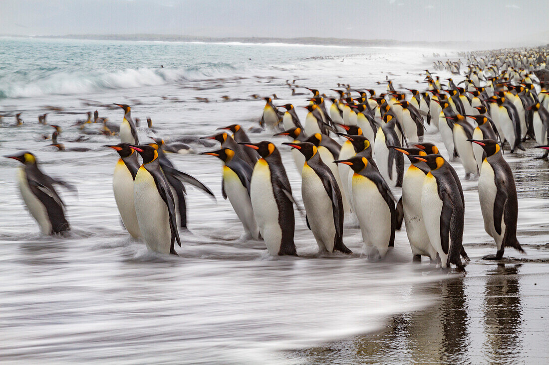 Creative motion blur image of adult king penguins (Aptenodytes patagonicus) returning to the sea on South Georgia, Polar Regions