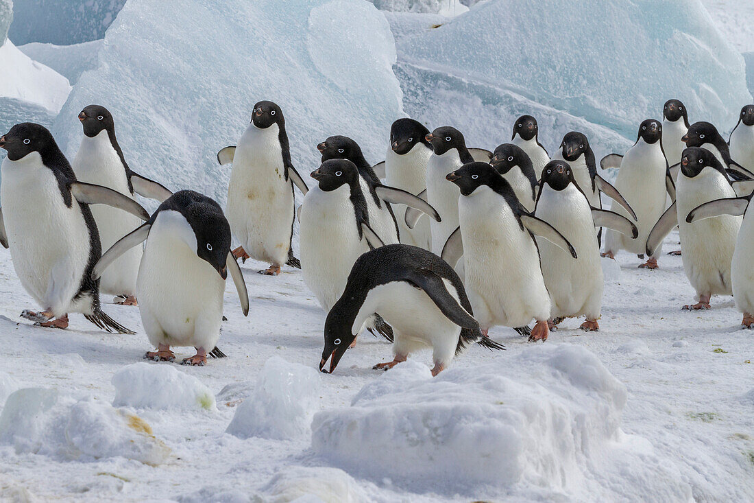 Adeliepinguine (Pygoscelis adeliae), in der Brutkolonie bei Brown Bluff auf der Ostseite der Antarktischen Halbinsel, Antarktis, Polargebiete