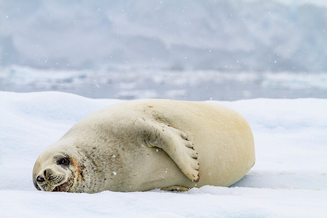 Adult crabeater seal (Lobodon carcinophaga), hauled out on iceberg at Booth Island near the Antarctic Peninsula, Polar Regions