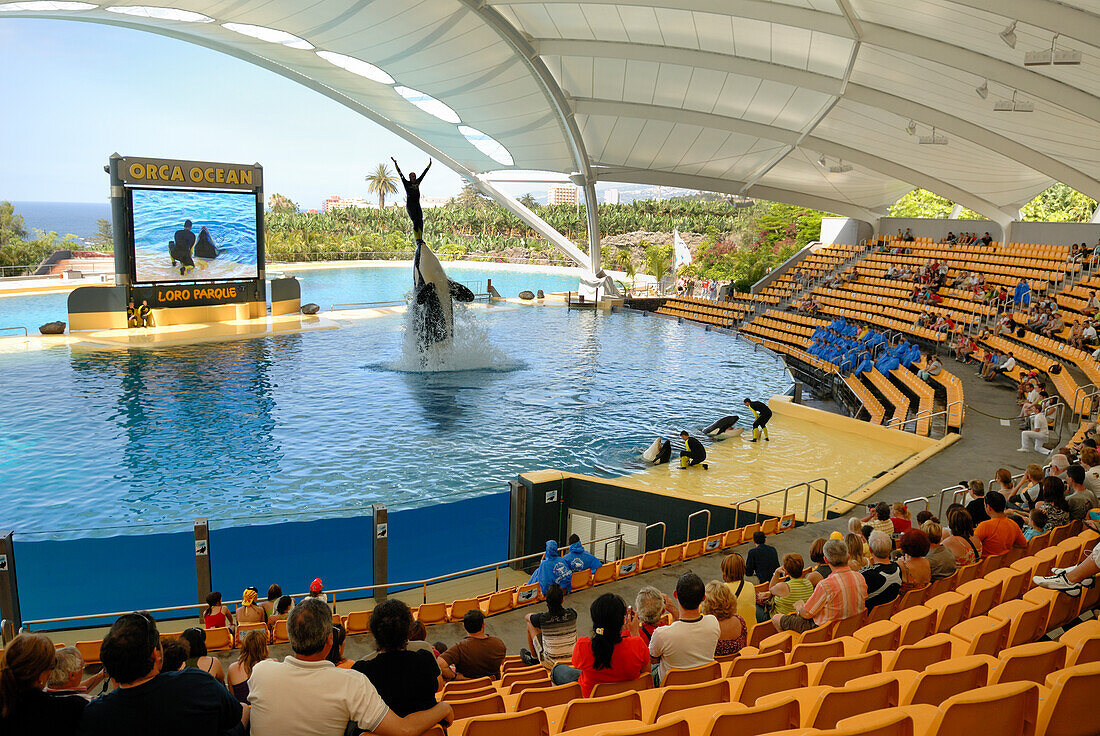 Orca-Wassershow, Loro Parque, Puerto de la Cruz, Teneriffa, Kanarische Inseln, Spanien, Atlantischer Ozean, Europa