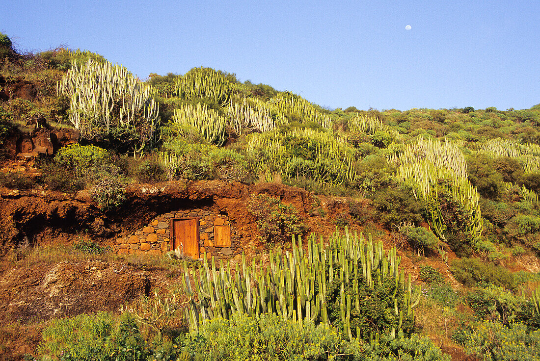 Cave dwelling among euphorbia, La Palma, Canary Islands, Spain, Atlantic Ocean, Europe