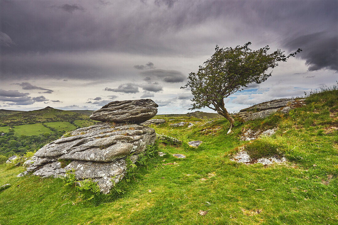 A granite boulder beside a hawthorn tree (Crataegus monogyna), on Bench Tor, near Holne, Dartmoor National Park, Devon, England, United Kingdom, Europe