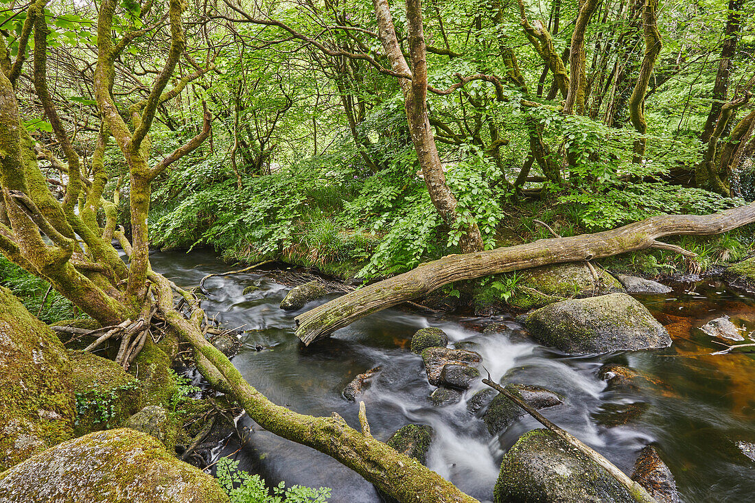 Sommerlicher Wald am Ufer des mit Felsbrocken übersäten Flusses Dart, bei Dartmeet, Dartmoor National Park, Devon, England, Vereinigtes Königreich, Europa