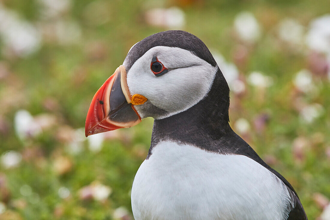 Atlantic Puffin (Fratercula arctica), on Skomer Island in July, a nature reserve off the coast of Pembrokeshire, Wales, United Kingdom, Europe