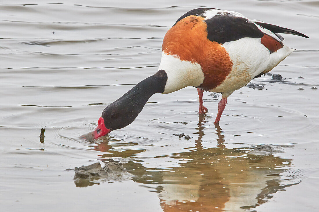 Eine Brandgans (Tadorna tadorna), auf Brownsea Island, einem Naturschutzgebiet in Poole Harbour, Dorset, England, Vereinigtes Königreich, Europa