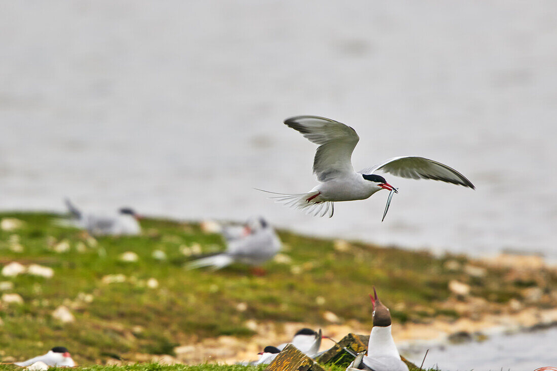 Common Terns (Sterna hirundo), in their breeding colony in June, on Brownsea Island, a nature reserve in Poole Harbour, Dorset, England, United Kingdom, Europe