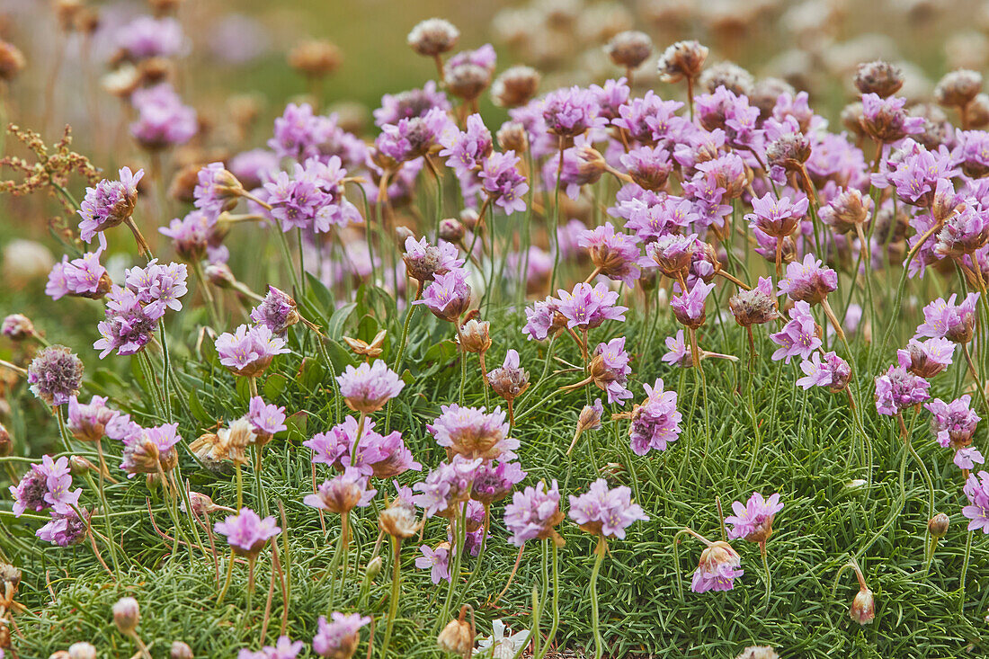 Strandflieder (Armeria maritima), eine im Juli blühende Küstenblume, auf der Insel Skomer, vor der Küste von Pembrokeshire, Wales, Vereinigtes Königreich, Europa