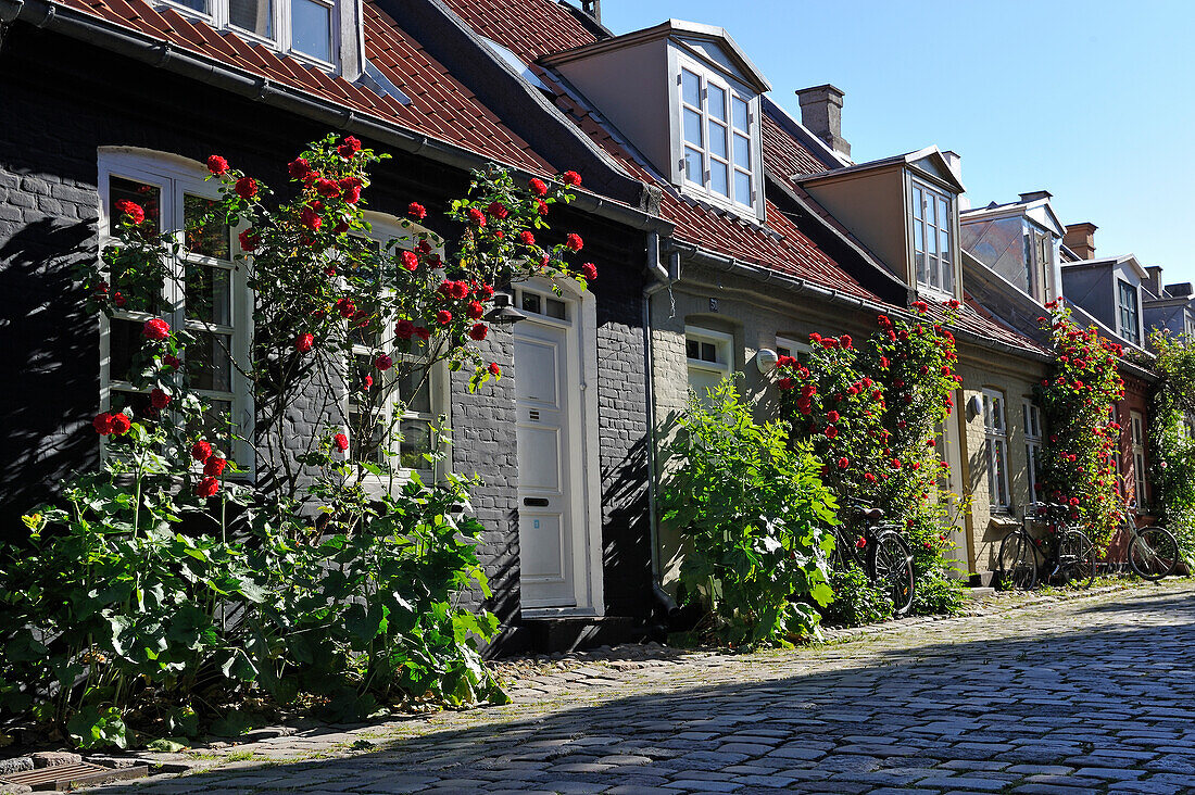 Mollestien Lane, picturesque cobbled street in the centre of Aarhus, Jutland Peninsula, Denmark, Europe