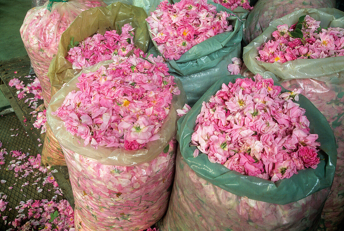 Rosenblüten in Säcken zur Destillation, Rosental, Kazanlak, Bulgarien, Europa