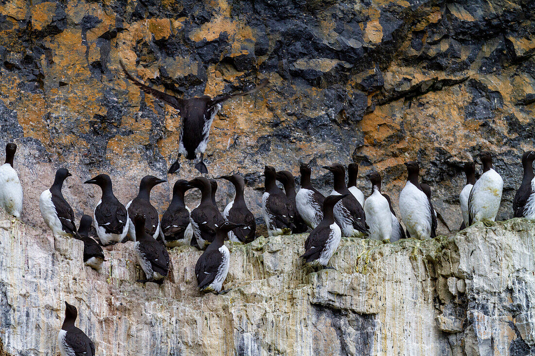 Common guillemot (Uria aalge) nesting on Bear Island (Bjornoya) in the Svalbard Archipelago, Norway, Arctic, Europe