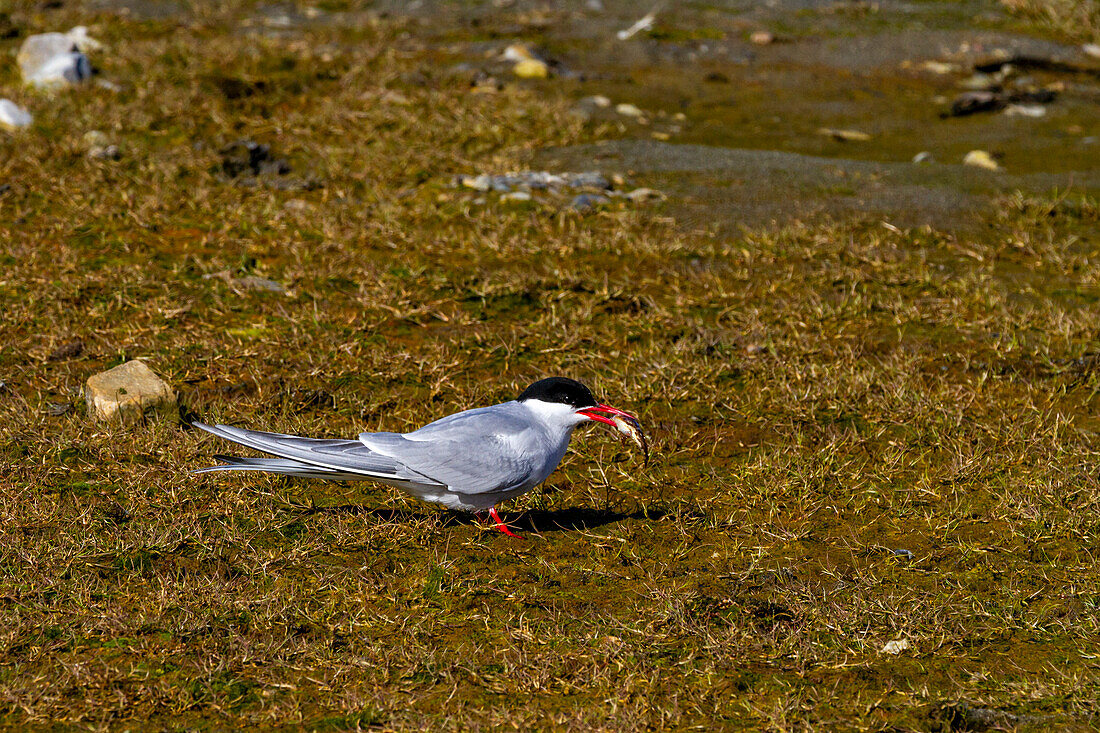 Adult arctic tern (Sterna paradisaea) feeding on small fish on Spitsbergen Island in the Svalbard Archipelago, Norway, Arctic, Europe