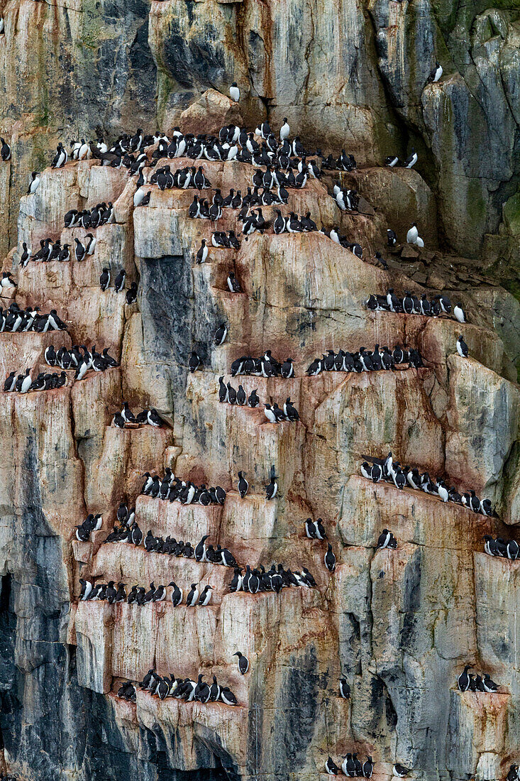 Trottellumme (Uria lomvia) Brut- und Nistplatz am Kap Fanshawe im Svalbard-Archipel, Norwegen, Arktis, Europa