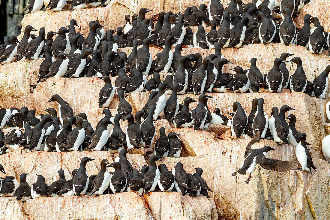 Trottellumme (Uria lomvia) Brut- und Nistplatz am Kap Fanshawe im Svalbard-Archipel, Norwegen, Arktis, Europa