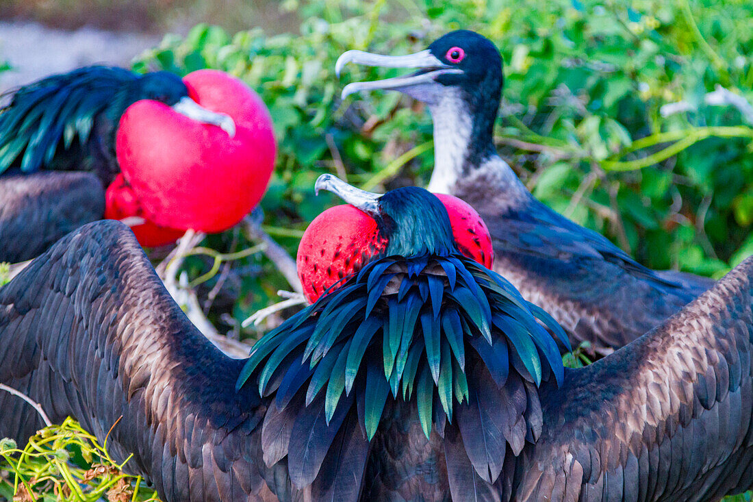 Male Great frigatebird (Fregata minor) in breeding plumage with red gular pouch, on Genovesa (Tower) Island, Galapagos, UNESCO World Heritage Site, Ecuador, South America