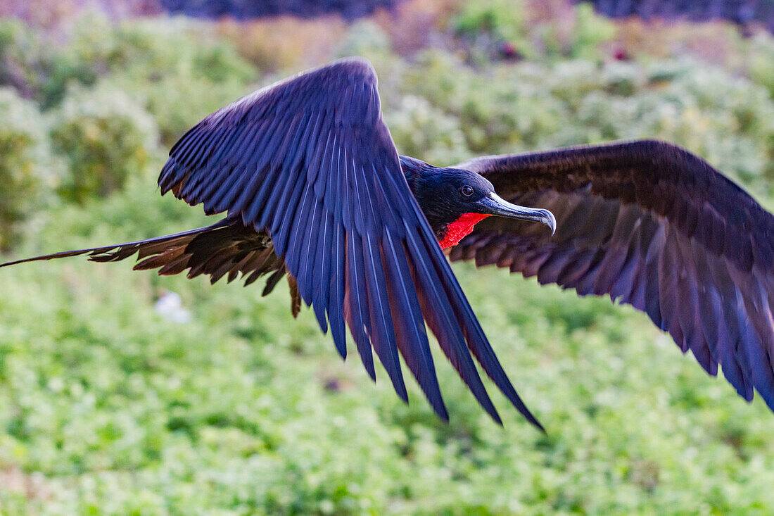 Männlicher Fregattvogel (Fregata minor) im Brutkleid mit rotem Kehlsack, auf der Insel Genovesa (Tower), Galapagos, UNESCO-Weltnaturerbe, Ecuador, Südamerika