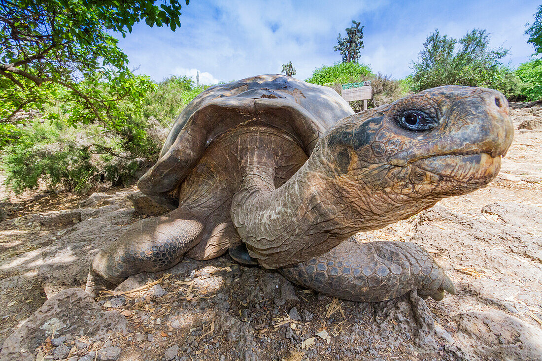 Captive Galapagos giant tortoise (Geochelone elephantopus) at the Charles Darwin Research Station, Galapagos, UNESCO World Heritage Site, Ecuador, South America