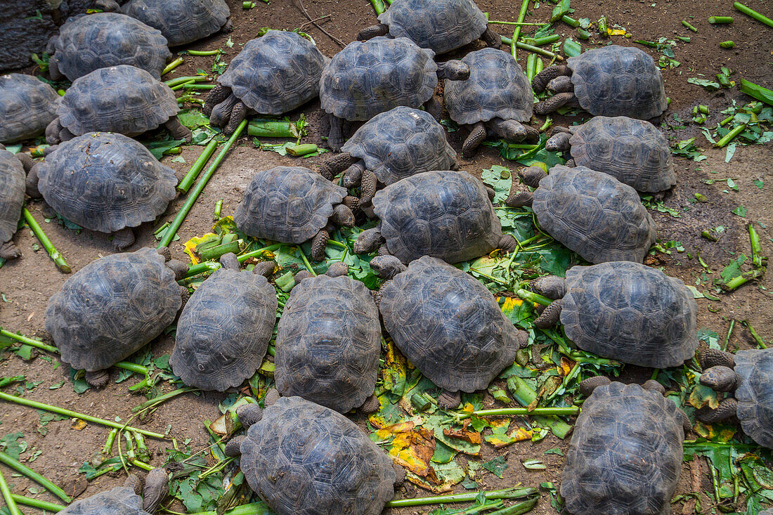 Junge Galapagos-Riesenschildkröte (Geochelone elephantopus) in Gefangenschaft bei der Fütterung, San Cristobal Island, Galapagos, UNESCO-Welterbe, Ecuador, Südamerika