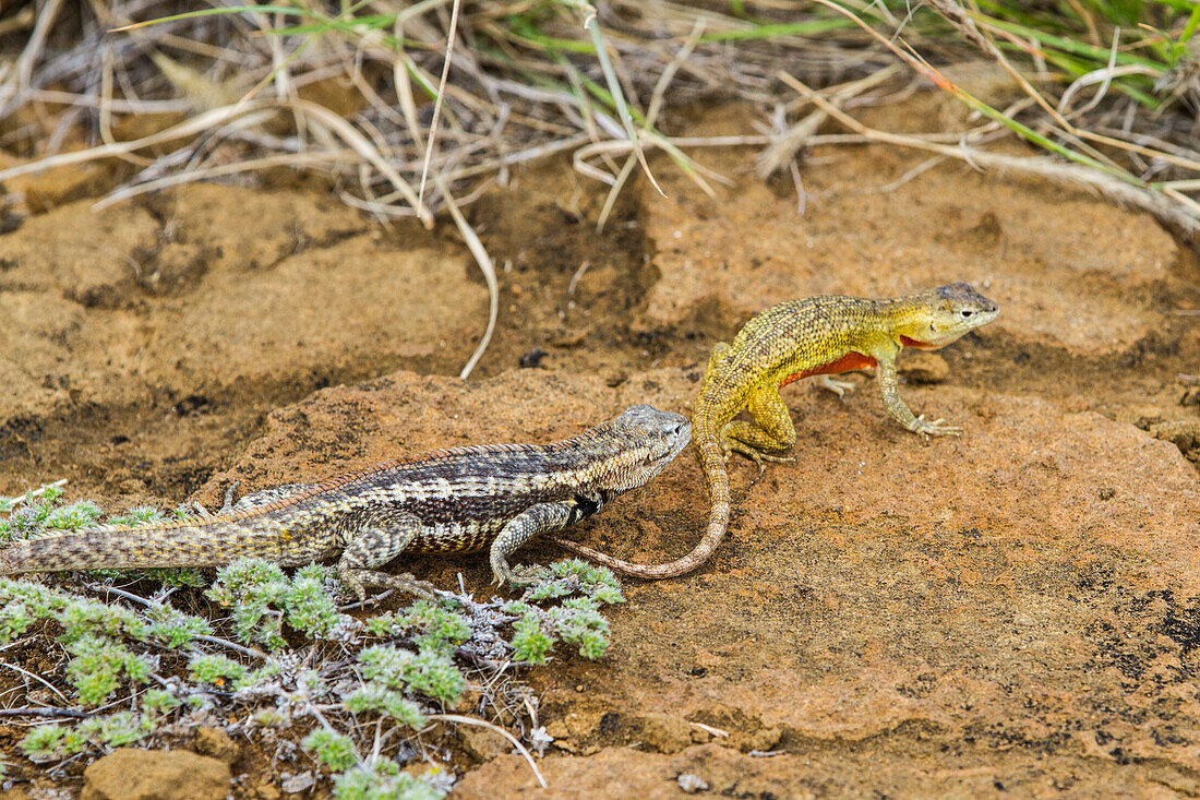 Lavaeidechse (Microlophus spp), Balzverhalten im Galapagos-Inselarchipel, UNESCO-Welterbe, Ecuador, Südamerika