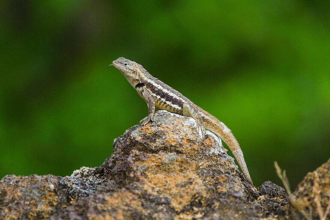 Lava lizard (Microlophus spp) in the Galapagos Islands Archipelago, UNESCO World Heritage Site, Ecuador, South America