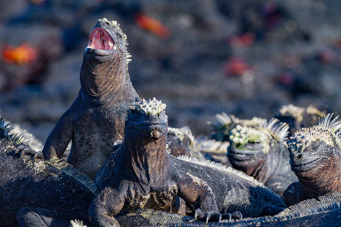 Der endemische Galapagos-Meeresleguan (Amblyrhynchus cristatus) im Galapagos-Inselarchipel, UNESCO-Weltnaturerbe, Ecuador, Südamerika