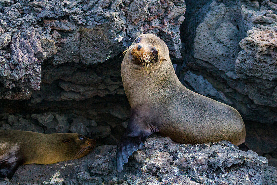 Galapagos-Pelzrobbe (Arctocephalus galapagoensis) auf einem Lavastrom auf den Galapagos-Inseln, UNESCO-Welterbe, Ecuador, Südamerika