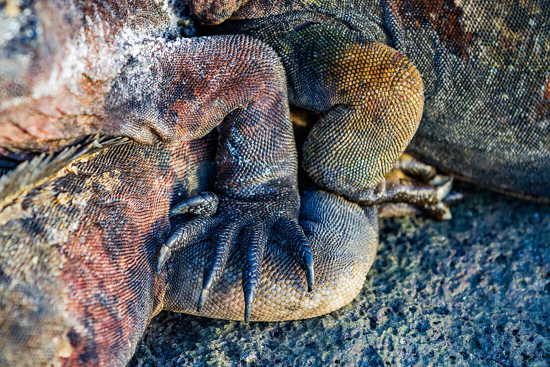 Der endemische Galapagos-Meeresleguan (Amblyrhynchus cristatus) im Galapagos-Inselarchipel, UNESCO-Weltnaturerbe, Ecuador, Südamerika