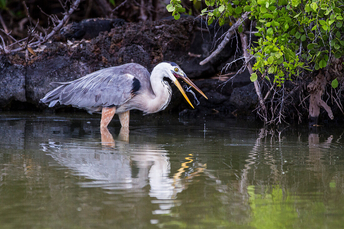 Adult great blue heron (Ardea herodias cognata) feeding on green sea turtle hatchlings, Galapagos Islands, UNESCO World Heritage Site, Ecuador, South America