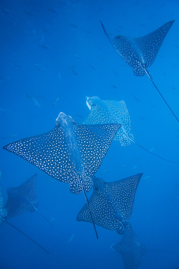 Spotted eagle rays (Aetobatus narinari) underwater at Leon Dormido Island off San Cristobal Island, Galapagos, UNESCO World Heritage Site, Ecuador, South America