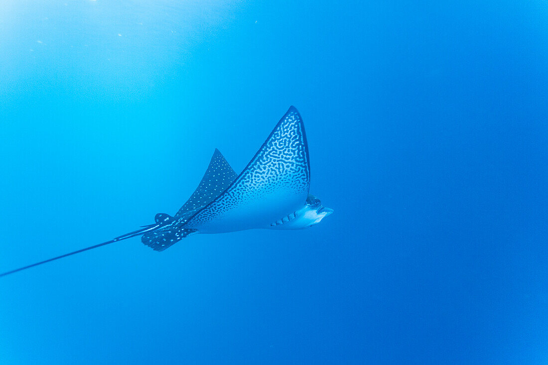 Spotted eagle ray (Aetobatus narinari) underwater at Leon Dormido Island off San Cristobal Island, Galapagos, UNESCO World Heritage Site, Ecuador, South America