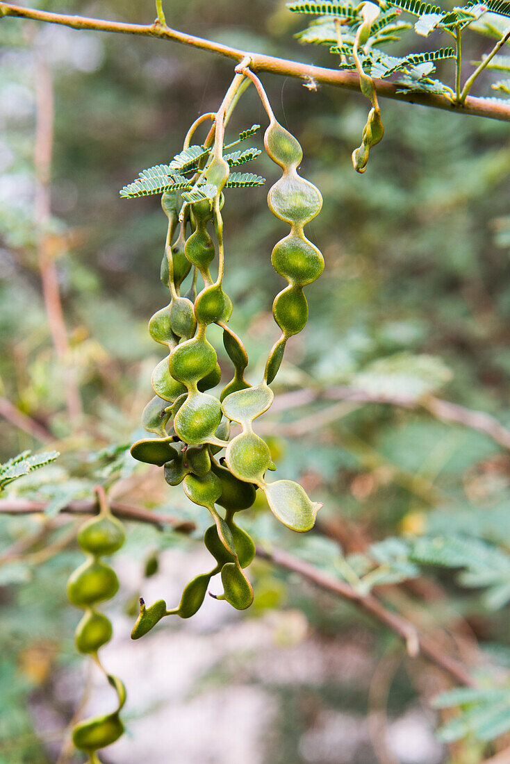 Fruits of Acacia, Botanical Garden on El Nabatat Island (Kitchener's Island), Aswan, Egypt, North Africa, Africa