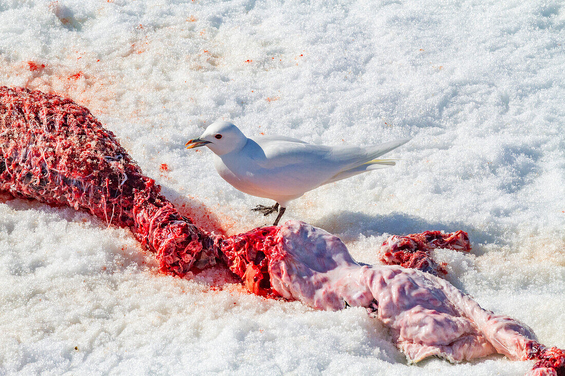 Eine adulte Elfenbeinmöwe (Pagophila eburnea) auf einer Ringelrobbe auf Spitzbergen im Svalbard Archipelago, Norwegen, Arktis, Europa