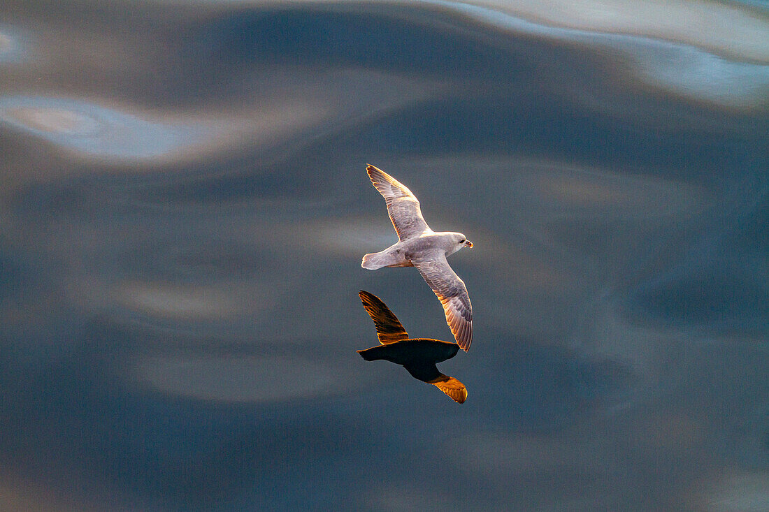 Eissturmvogel (Fulmarus glacialis glacialis) auf dem Flügel über ruhiger See im Svalbard-Archipel, Norwegen, Arktis, Europa