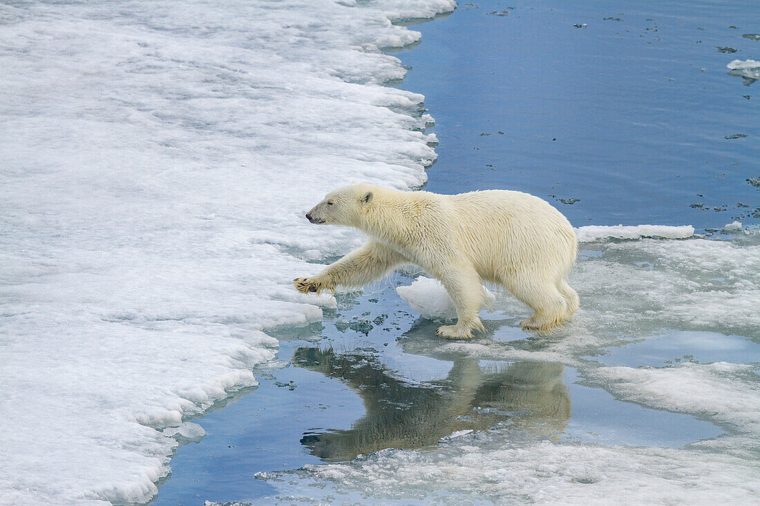 Ein erwachsener Eisbär (Ursus maritimus) springt von Eisscholle zu Eisscholle im Svalbard Archipelago, Norwegen, Arktis, Europa