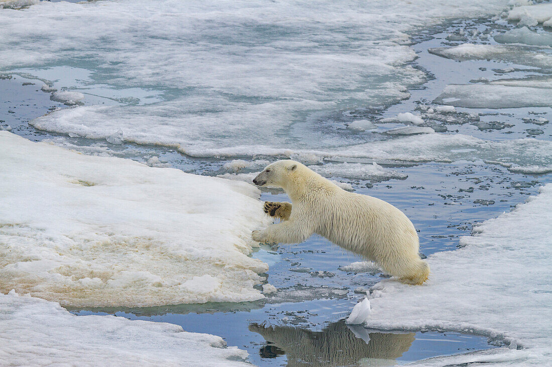 An adult polar bear (Ursus maritimus) leaping from ice floe to ice floe in the Svalbard Archipelago, Norway, Arctic, Europe