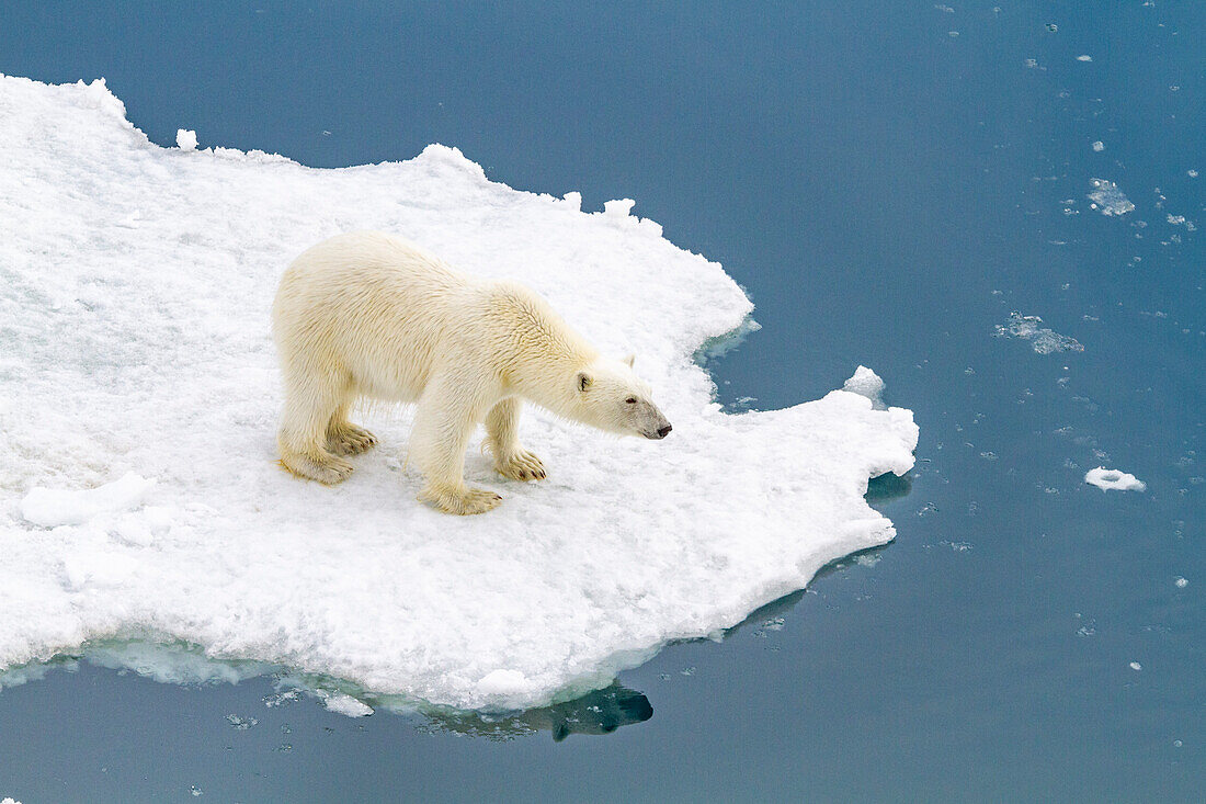 A curious young polar bear (Ursus maritimus) on ice floe in the Svalbard Archipelago, Norway, Arctic, Europe