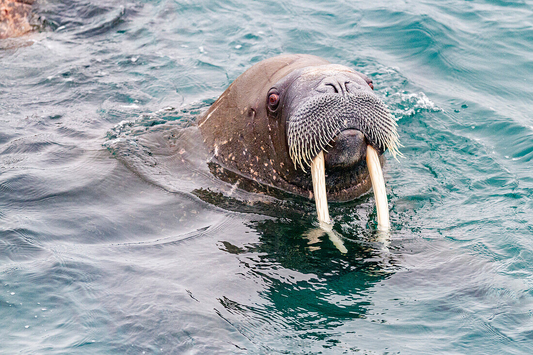 Neugieriger ausgewachsener Walrossbulle (Odobenus rosmarus rosmarus) nähert sich dem Schiff bei der Insel Moffen im Svalbard-Archipel, Norwegen, Arktis, Europa