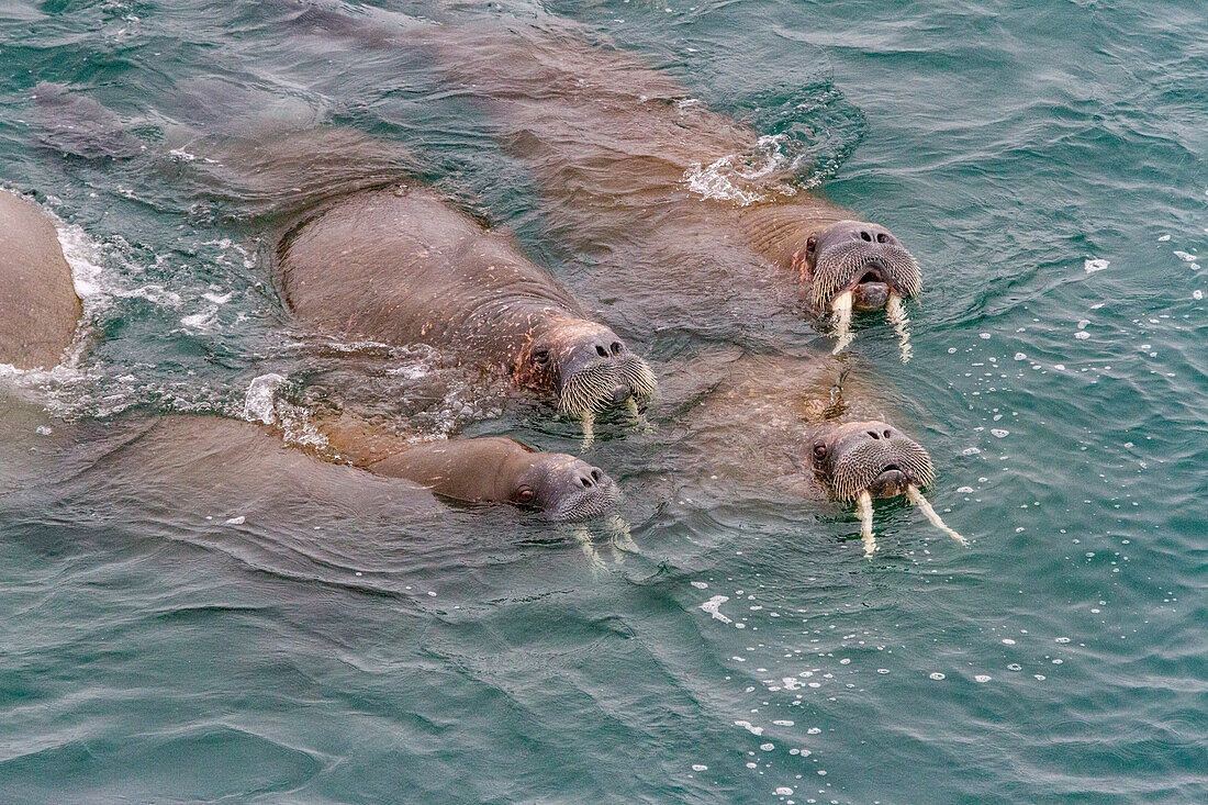 Neugieriger Walrossbulle (Odobenus rosmarus rosmarus) nähert sich dem Schiff auf der Insel Moffen im Svalbard-Archipel, Norwegen, Arktis, Europa