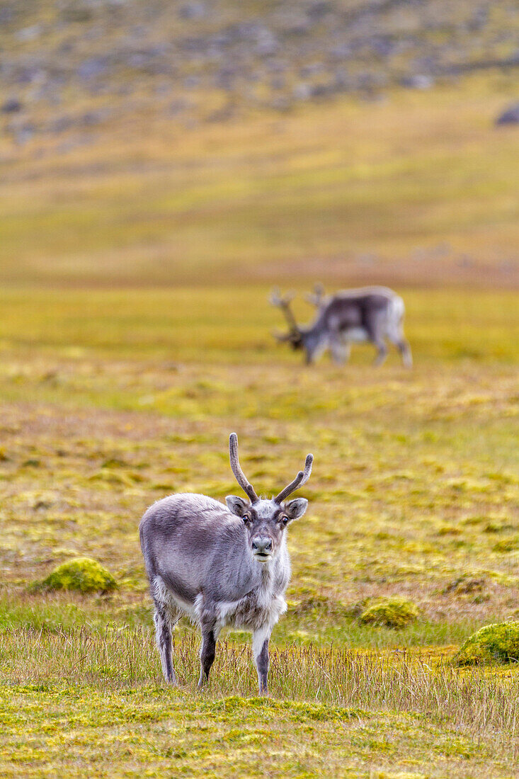 Ausgewachsenes Spitzbergen-Rentier (Rangifer tarandus platyrhynchus) beim Grasen auf der Tundra im Svalbard-Archipel, Norwegen, Arktis, Europa