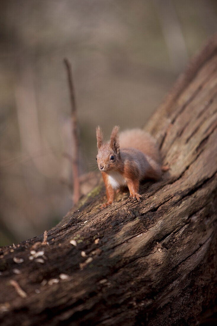 Red squirrel on a tree trunk