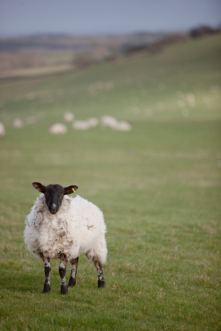 Sheep in a field