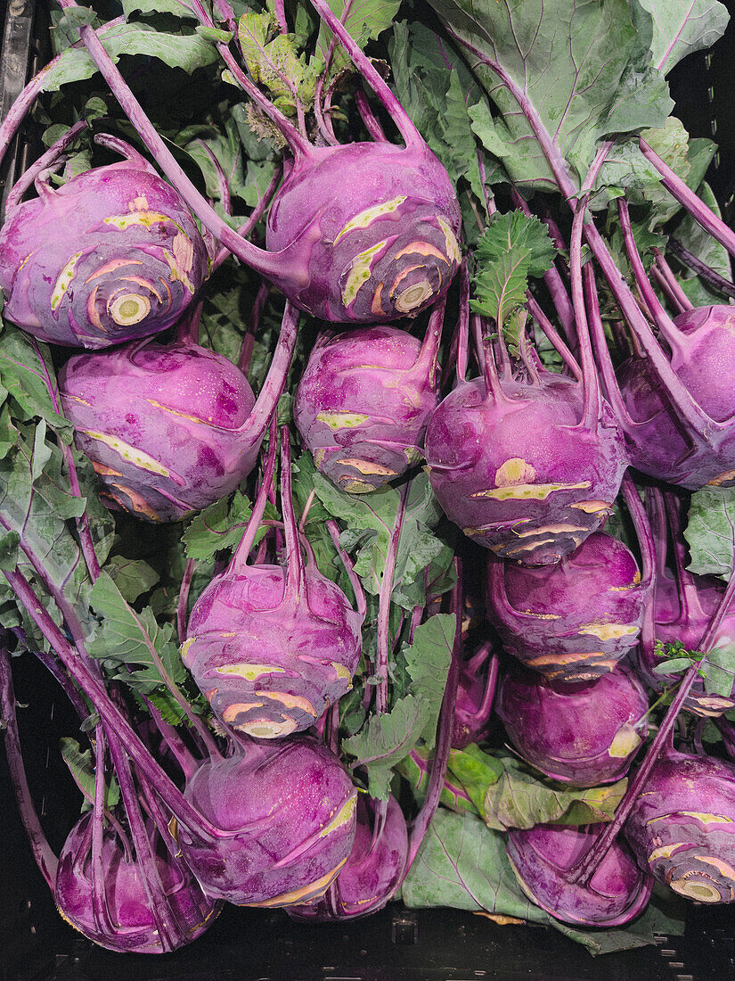 Still life freshly harvested bunch of purple kohlrabi